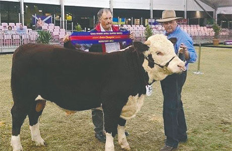 Beggan Hill Most Successful Hereford Exhibitor