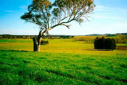 MHS Paddock To Plate