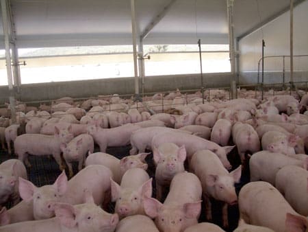 Piggery Proposed  For Harden Shire