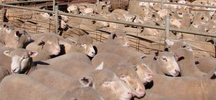 Largest January Total For 20 Years At Cootamundra Saleyards