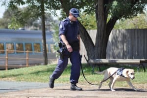 A sniffer dog was brought aboard the XPT for drug detection purposes. The dog's German Shepherd mate was waiting in the Police ute if any trouble arose from the search.