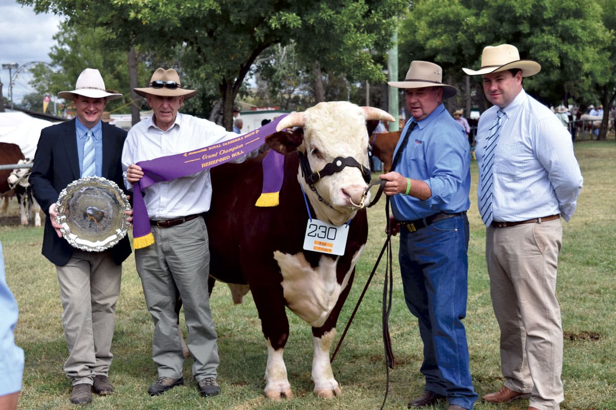 Beggan Hill Herefords Gear Up For Sale