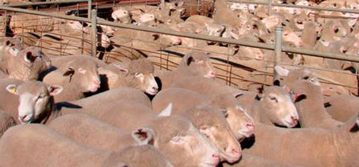 Coota Saleyards Report Wednesday August 10