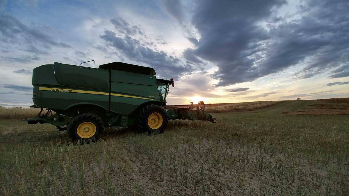 Harvest Set To Resume After Hot Weather