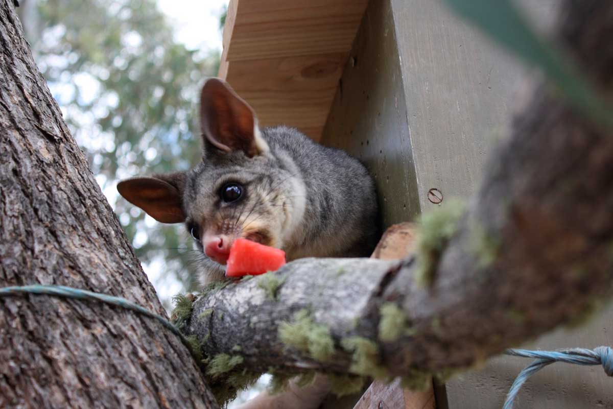 Wildcare Training Course – Queanbeyan