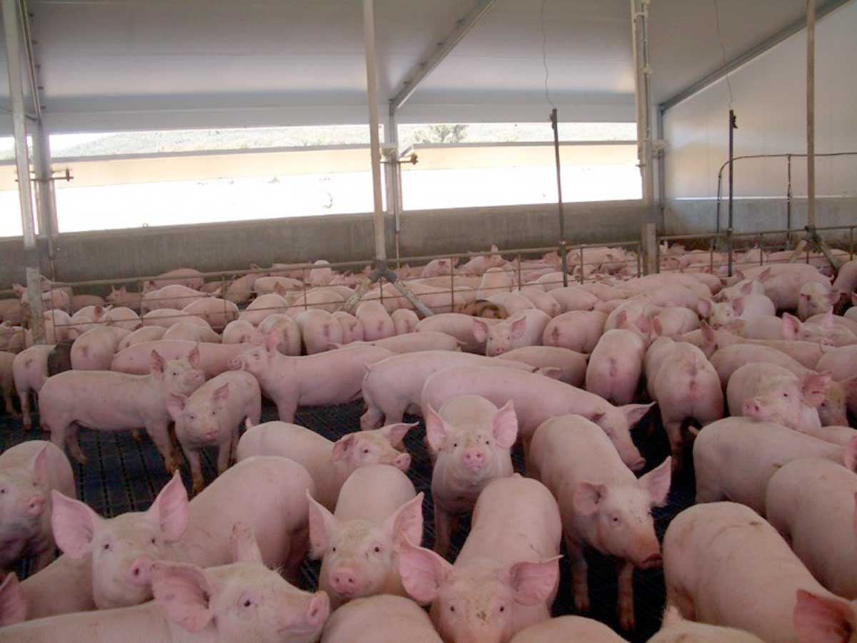 Piggery Looks Doubtful – Hilltops Council Receives Environment Protection Authority (EPA) and Office of Environment and Heritage Recommendation