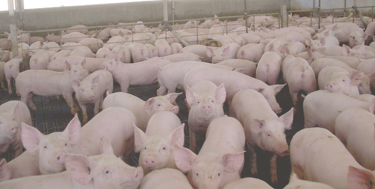 Extraordinary Meeting to be Held on Piggery Proposal
