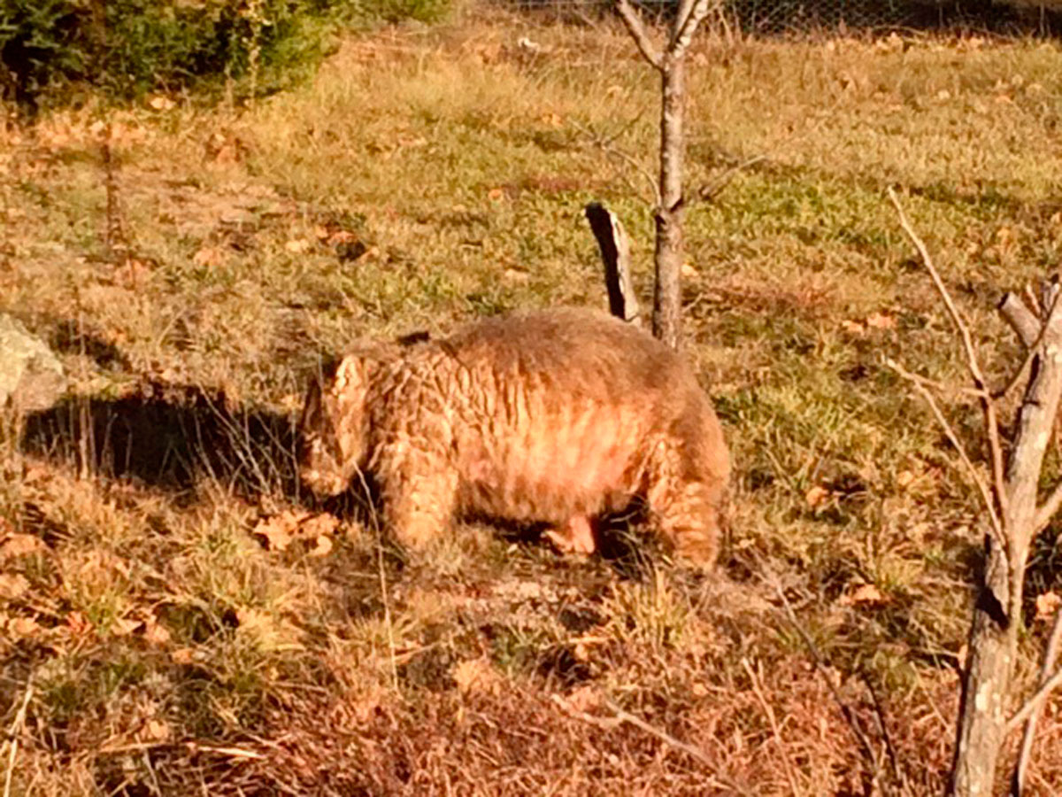 Wombats On the Move