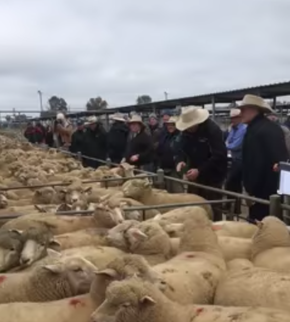 Lambs Go For $354.20 @ Wagga