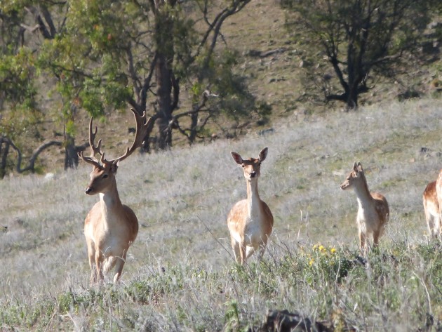 Deer Control Supported by Shooters Fishers and Farmers Party