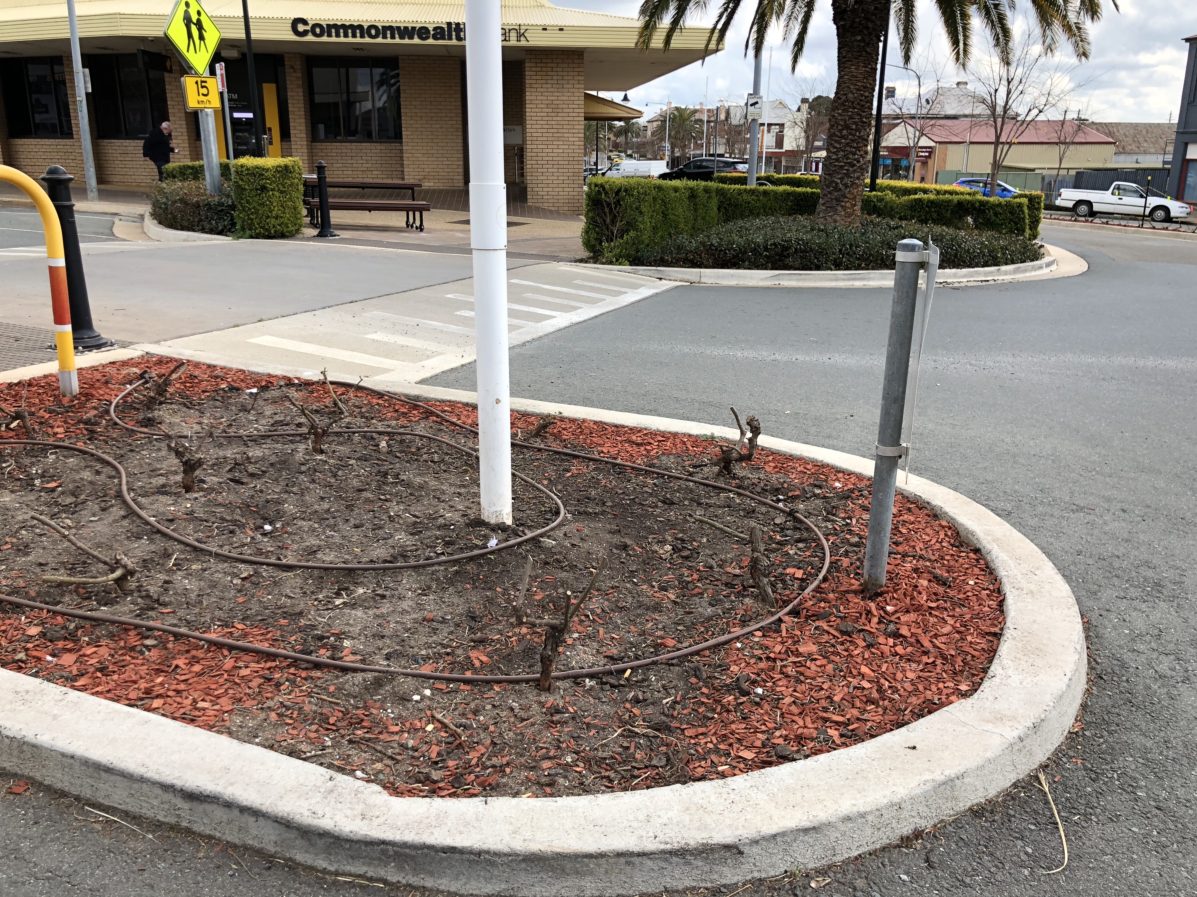 Staff Turnover, Irrigation & Manual Issues Blamed For Harden Main Street Tree Deaths