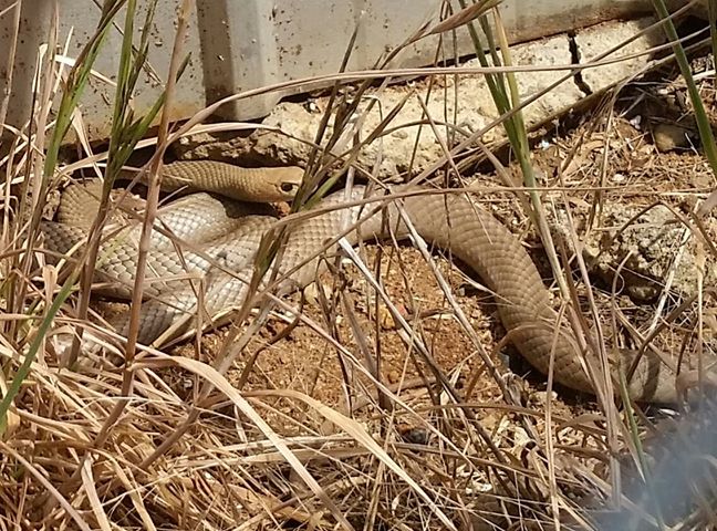 Snakes Alive  – It’s Summer In Australia and the Twin Towns