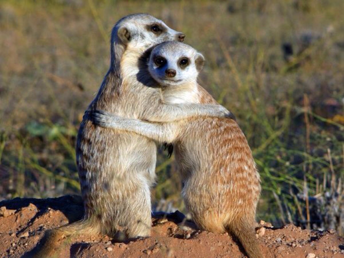 Meerkat Manner Comes To Hilltops Council Chambers