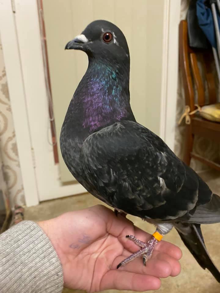 Barry The Pigeon Spreads His Wings & Brings Happiness to Children