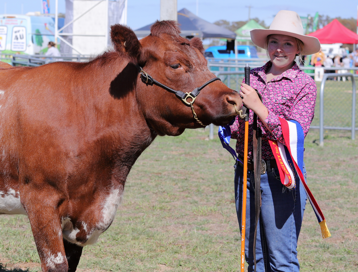 Shorty Cow Finishes Show Career With MHS