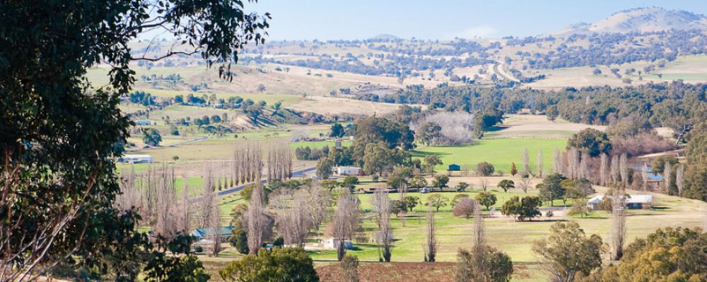 Replacement of Poplars and road improvements – Riverside Drive Jugiong