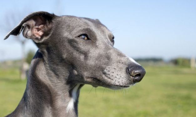 National Greyhound Adoption Day – Success