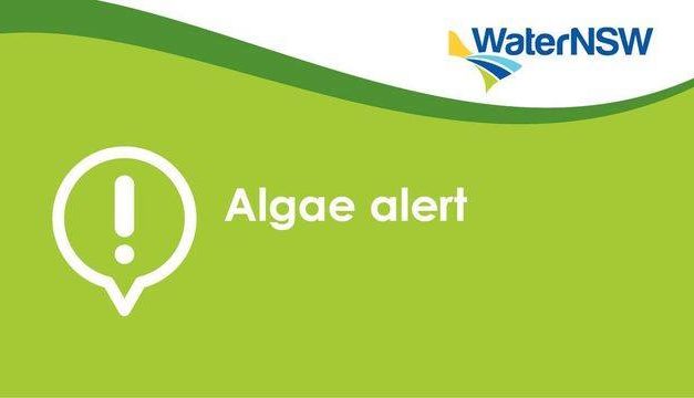 Blue-green algal Red Alerts for Burrinjuck at the dam wall, Burrinjuck Waters State Park and at Woolgarlo.