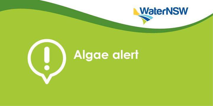 Blue-green algal Red Alerts for Burrinjuck at the dam wall, Burrinjuck Waters State Park and at Woolgarlo.