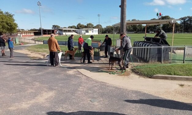 Young Greyhound Racing Track Receive Disappointing News From Stewards